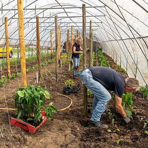  Werken in de tunnelkas Planten planten in de kas Herenboerderij Goedentijd