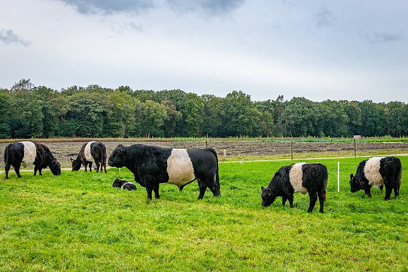 Runderen Koeien op de herenboerderij